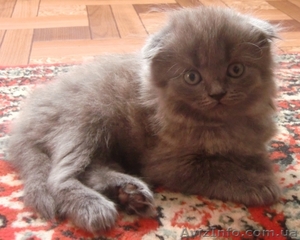 Шотланские котята продаются! - <ro>Изображение</ro><ru>Изображение</ru> #5, <ru>Объявление</ru> #316653