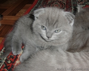Шотланские котята продаются! - <ro>Изображение</ro><ru>Изображение</ru> #7, <ru>Объявление</ru> #316653