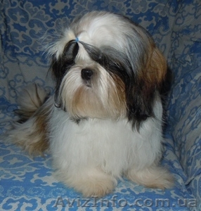 Ши-тцу - продаются щенки.