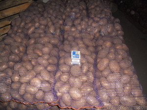продам картофель оптом черниговский район - <ro>Изображение</ro><ru>Изображение</ru> #1, <ru>Объявление</ru> #367951