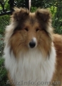 Колли щенки 3000грн.