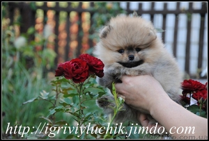 померанский шпиц щенки.Доставка по Украине