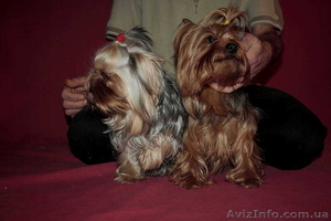 (йоркширский терьер).