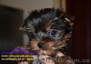 Щенки йоркширского терьера экстра-мини