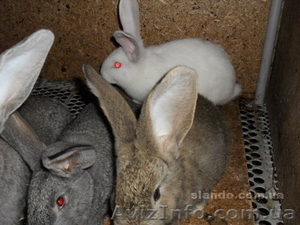Продажа кроликов породы Фландер - <ro>Изображение</ro><ru>Изображение</ru> #2, <ru>Объявление</ru> #478777