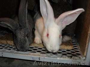 Продажа кроликов породы Фландер - <ro>Изображение</ro><ru>Изображение</ru> #3, <ru>Объявление</ru> #478777