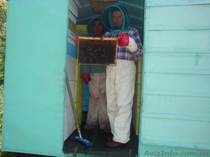 Продаю  мед и продукты пчеловодства с собственной пасеки - <ro>Изображение</ro><ru>Изображение</ru> #4, <ru>Объявление</ru> #495732