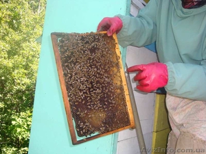 Продаю  мед и продукты пчеловодства с собственной пасеки - <ro>Изображение</ro><ru>Изображение</ru> #1, <ru>Объявление</ru> #495732