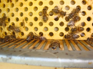 Продаю  мед и продукты пчеловодства с собственной пасеки - <ro>Изображение</ro><ru>Изображение</ru> #3, <ru>Объявление</ru> #495732