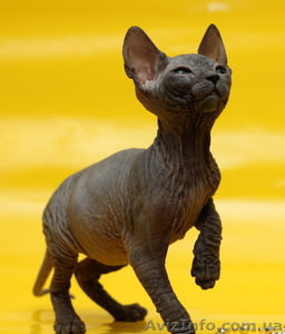 Котята донского сфинкса из питомника - <ro>Изображение</ro><ru>Изображение</ru> #1, <ru>Объявление</ru> #537621