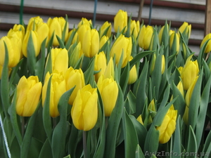 Тюльпаны оптом к 8 марта - <ro>Изображение</ro><ru>Изображение</ru> #2, <ru>Объявление</ru> #534979