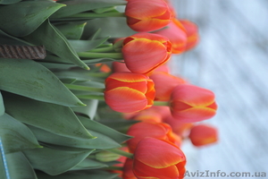 Тюльпаны оптом к 8 марта - <ro>Изображение</ro><ru>Изображение</ru> #1, <ru>Объявление</ru> #534979