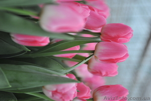 Тюльпаны оптом к 8 марта - <ro>Изображение</ro><ru>Изображение</ru> #3, <ru>Объявление</ru> #534979