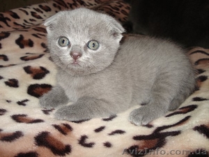 Продам шотландских вислоухих котят - <ro>Изображение</ro><ru>Изображение</ru> #1, <ru>Объявление</ru> #627572