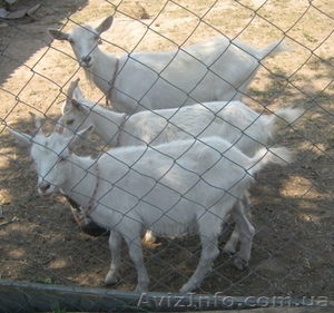 зааненские молодые козочки