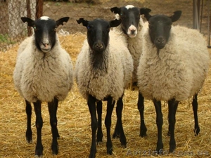 овцы романовской породы - <ro>Изображение</ro><ru>Изображение</ru> #1, <ru>Объявление</ru> #742735