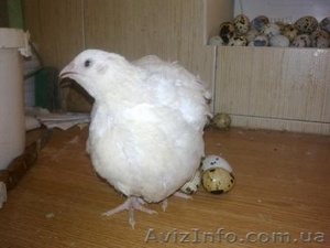 инкубационное яйцо мясных перепелов - <ro>Изображение</ro><ru>Изображение</ru> #2, <ru>Объявление</ru> #44991