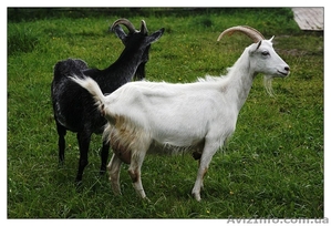 Продаются козы молочные высокоудойные. - <ro>Изображение</ro><ru>Изображение</ru> #1, <ru>Объявление</ru> #808309