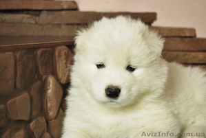 Предлагаются щенки саоедской собаки хороших кровей от родителей-чемпионов - <ro>Изображение</ro><ru>Изображение</ru> #1, <ru>Объявление</ru> #828682