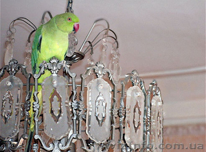 Продам Ожерелового попугая - <ro>Изображение</ro><ru>Изображение</ru> #1, <ru>Объявление</ru> #808674
