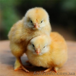  Суточные и подрощенные цыплята бройлера - <ro>Изображение</ro><ru>Изображение</ru> #1, <ru>Объявление</ru> #848051