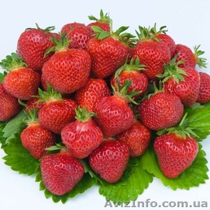 Продам фриго рассаду ремонтатной клубники из Европы