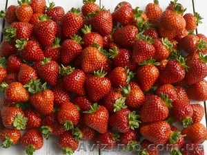 Новейший ремонтатный сорт клубники Свит Эви