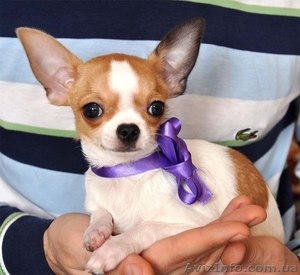 Красивые малыши чихуа,  недорого 