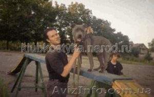 Обучение кинологов. Набираются группы по дрессировке.