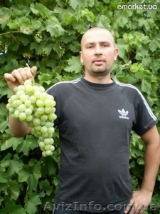 Саженцы и черенки винограда по самым низким ценам. - <ro>Изображение</ro><ru>Изображение</ru> #1, <ru>Объявление</ru> #1014283