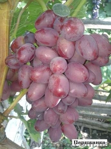 Саженцы и черенки винограда по самым низким ценам. - <ro>Изображение</ro><ru>Изображение</ru> #2, <ru>Объявление</ru> #1014283