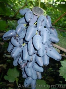 Саженцы и черенки винограда по самым низким ценам. - <ro>Изображение</ro><ru>Изображение</ru> #3, <ru>Объявление</ru> #1014283