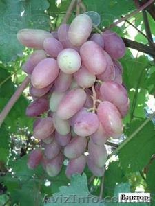 Саженцы и черенки винограда по самым низким ценам. - <ro>Изображение</ro><ru>Изображение</ru> #4, <ru>Объявление</ru> #1014283