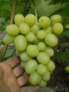 Саженцы и черенки винограда по самым низким ценам. - <ro>Изображение</ro><ru>Изображение</ru> #6, <ru>Объявление</ru> #1014283