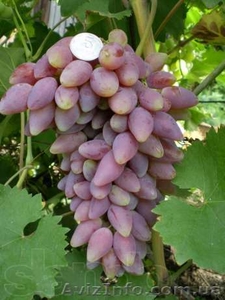 Саженцы и черенки винограда по самым низким ценам. - <ro>Изображение</ro><ru>Изображение</ru> #7, <ru>Объявление</ru> #1014283