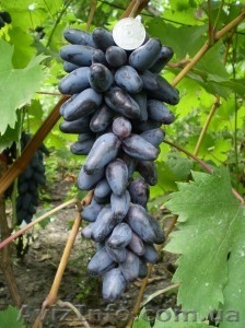 Саженцы и черенки винограда по самым низким ценам. - <ro>Изображение</ro><ru>Изображение</ru> #8, <ru>Объявление</ru> #1014283