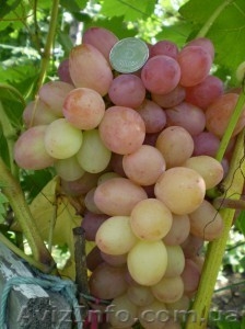 Саженцы и черенки винограда по самым низким ценам. - <ro>Изображение</ro><ru>Изображение</ru> #9, <ru>Объявление</ru> #1014283