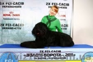 Русский чёрный терьер - щенки - <ro>Изображение</ro><ru>Изображение</ru> #3, <ru>Объявление</ru> #1027934