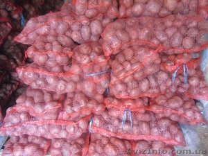 Продам картофеля (Крупный) оптом от 1 тонны по 6 гирвен - <ro>Изображение</ro><ru>Изображение</ru> #1, <ru>Объявление</ru> #1076867