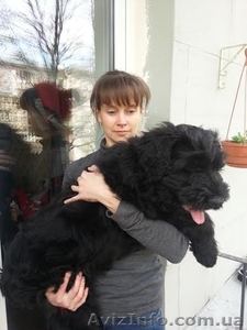 русский чёрный терьер - алиментный щенок