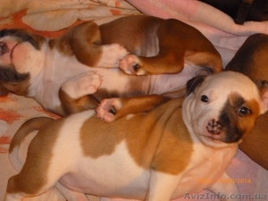 Девочки Ам.Стаф.Терьер.