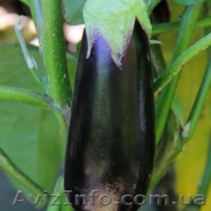 Семена баклажан оптом и в розницу компании Lucky Seed