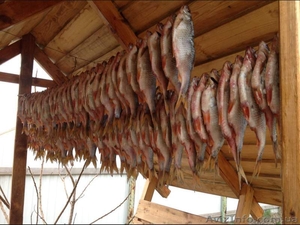 Рыбалка и отдых на реке Дон для всей семьи . - <ro>Изображение</ro><ru>Изображение</ru> #4, <ru>Объявление</ru> #1571781