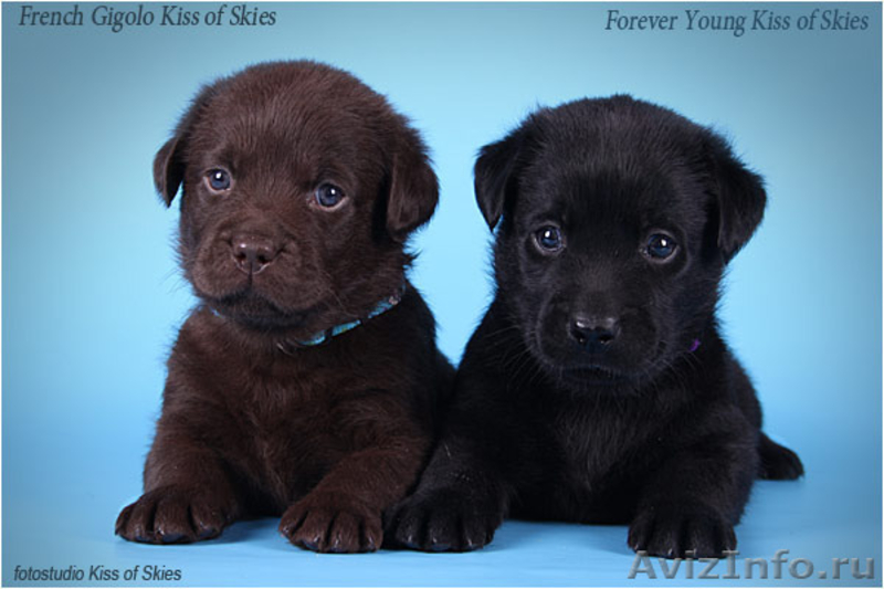 Щенки лабрадора породные. Питомник Kiss of Skies - <ro>Изображение</ro><ru>Изображение</ru> #3, <ru>Объявление</ru> #66405