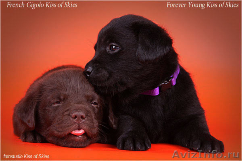 Щенки лабрадора породные. Питомник Kiss of Skies - <ro>Изображение</ro><ru>Изображение</ru> #4, <ru>Объявление</ru> #66405