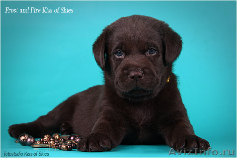 Щенки лабрадора породные. Питомник Kiss of Skies - <ro>Изображение</ro><ru>Изображение</ru> #2, <ru>Объявление</ru> #66405