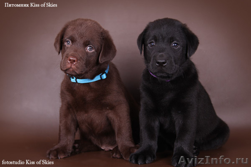 Щенки лабрадора породные. Питомник Kiss of Skies - <ro>Изображение</ro><ru>Изображение</ru> #1, <ru>Объявление</ru> #66405