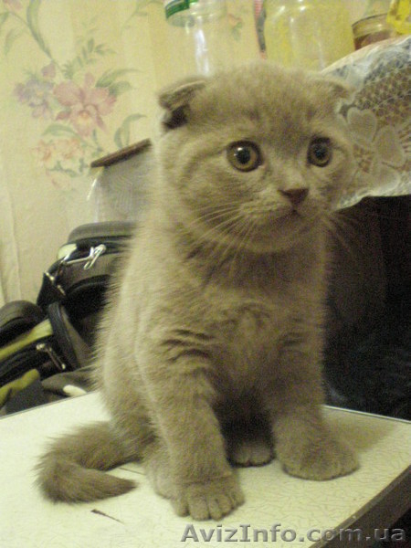 Продам котят Скотиш Фолд и Скотиш Страйт - <ro>Изображение</ro><ru>Изображение</ru> #3, <ru>Объявление</ru> #1982