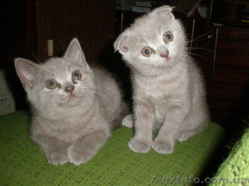 Продам котят Скотиш Фолд и Скотиш Страйт - <ro>Изображение</ro><ru>Изображение</ru> #2, <ru>Объявление</ru> #1982