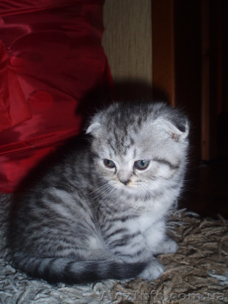 Котята Шотландской вислоухой - <ro>Изображение</ro><ru>Изображение</ru> #2, <ru>Объявление</ru> #5486